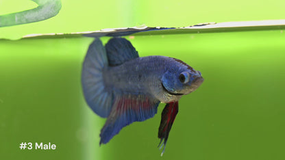 Male Halfmoon Plakat Bicolor Betta Fish