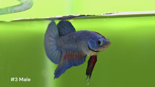 Male Halfmoon Plakat Bicolor Betta Fish