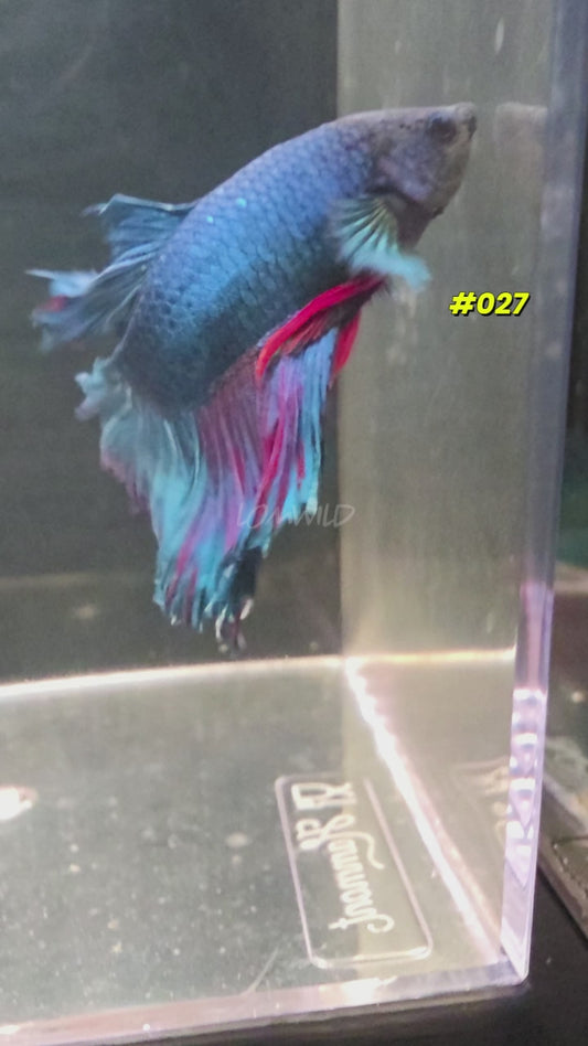 #027 Purple Skies Rosetail Halfmoon Male- Limited!