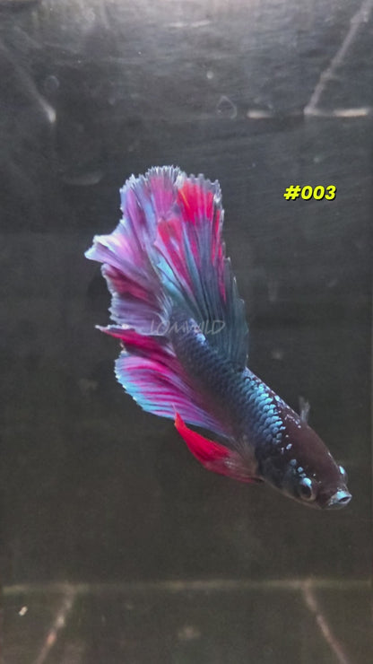 Male Betta Fish #003