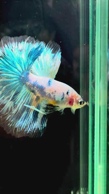 #136 Fancy Marble Blue Grizzle Betta Fish Premium LOMWILD Quality