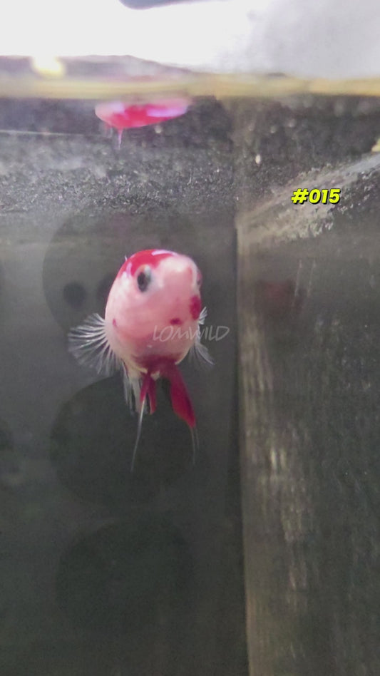 Female Koi Halfmoon Plakat Betta Fish #015