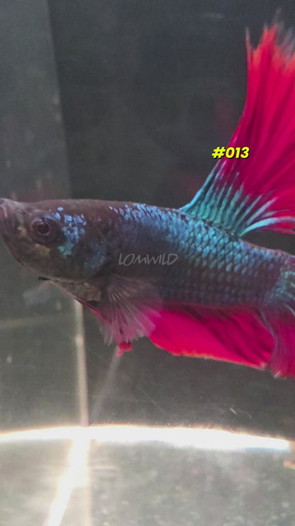 #013 Halfmoon Spidey Boy Male