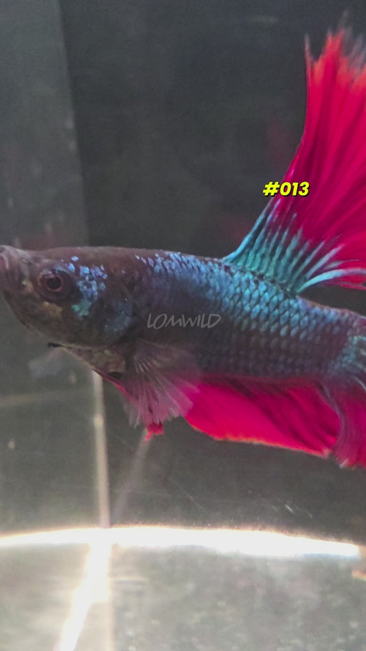 #013 Halfmoon Spidey Boy Male