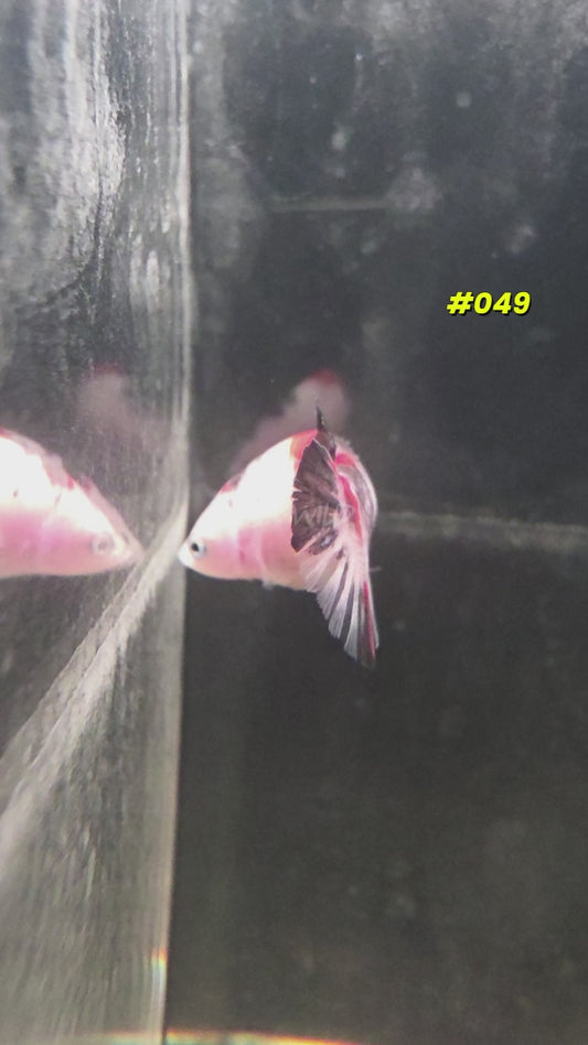 #049 Halfmoon Plakat Koi Female