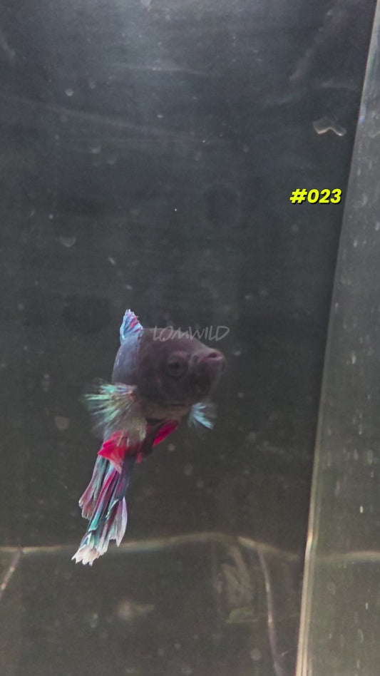 #023 Purple Skies Halfmoon Male