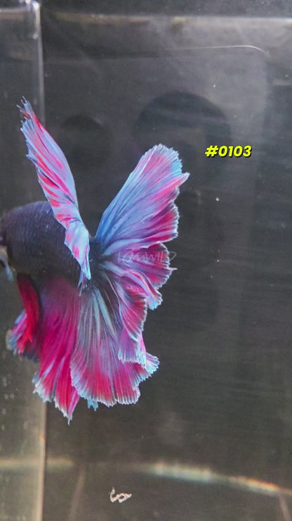 #0103 Purple Skies Halfmoon Male