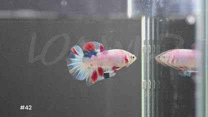 Male Red White Blue Halfmoon Plakat Betta #42