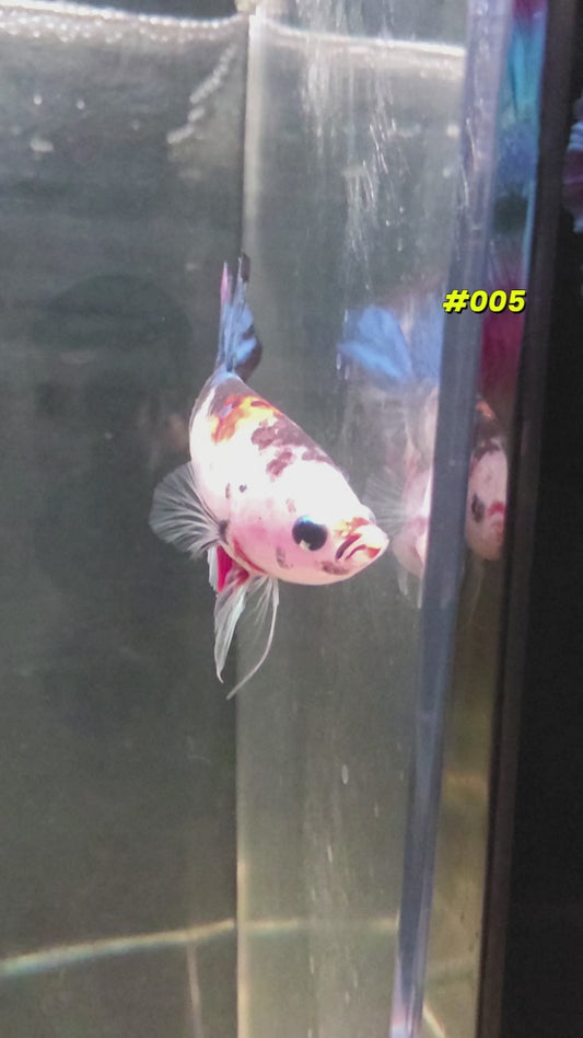 Male Halfmoon Koi Plakat Betta Fish #005