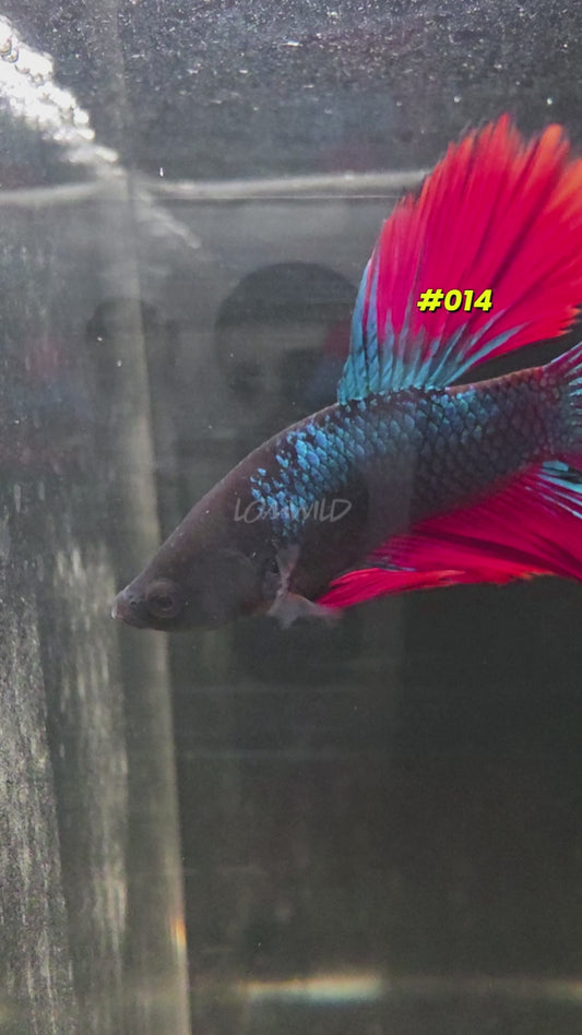 #014 Halfmoon Spidey Boy Male Betta