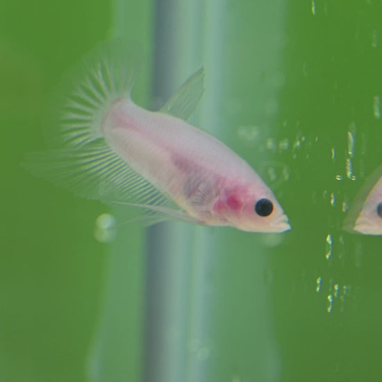 Vibrant Betta splendens from LOMWILD swimming in lush planted tanks. Ethically bred in Florida and fed live foods for bright color and vitality