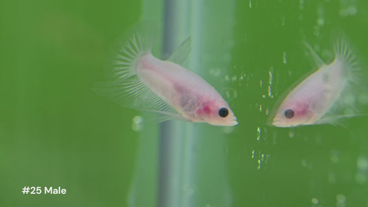 Vibrant Betta splendens from LOMWILD swimming in lush planted tanks. Ethically bred in Florida and fed live foods for bright color and vitality