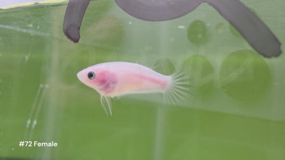 Female Cellophane Halfmoon Plakat Betta #72