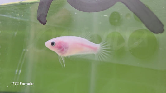 Female Cellophane Halfmoon Plakat Betta #72