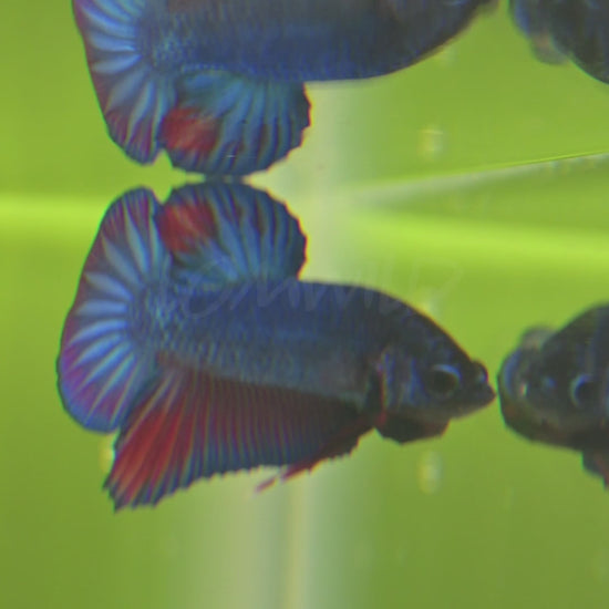 Beautiful U.S.-bred Betta fish swimming in natural planted aquariums at LOMWILD. Showcasing vibrant colors, healthy fins, and natural behavior. All bettas are raised in Florida with live foods and clean, all-natural conditions. Available for sale at lomwild.com