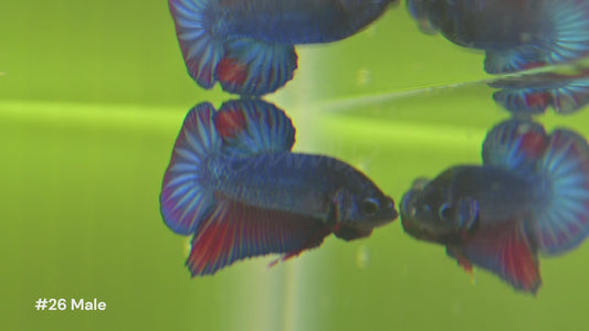 Beautiful U.S.-bred Betta fish swimming in natural planted aquariums at LOMWILD. Showcasing vibrant colors, healthy fins, and natural behavior. All bettas are raised in Florida with live foods and clean, all-natural conditions. Available for sale at lomwild.com