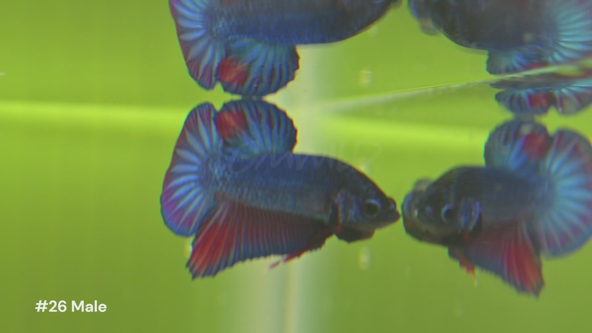 Beautiful U.S.-bred Betta fish swimming in natural planted aquariums at LOMWILD. Showcasing vibrant colors, healthy fins, and natural behavior. All bettas are raised in Florida with live foods and clean, all-natural conditions. Available for sale at lomwild.com