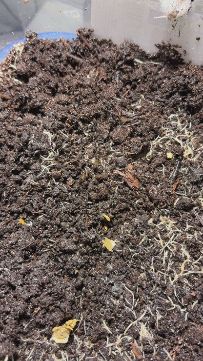 White Worm Starter Culture