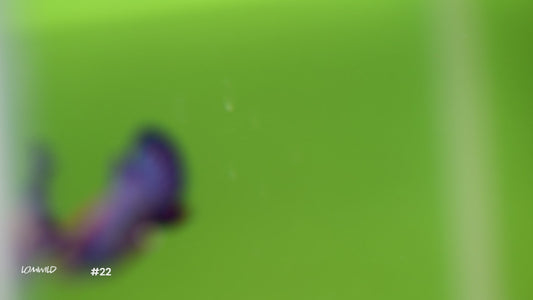 Male Biocolor Halfmoon Plakat Betta #22