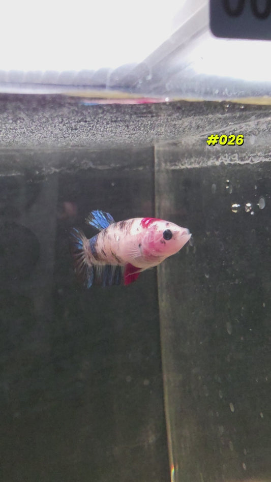 #026 Halfmoon Plakat Koi Female