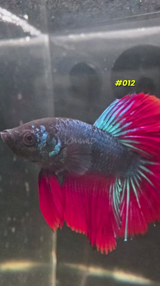 #012 Halfmoon Spidey Boy Male