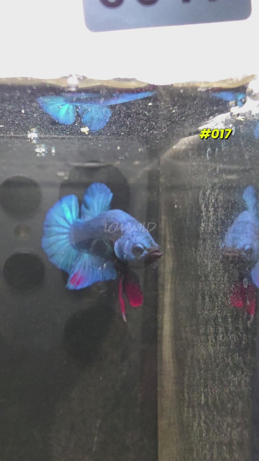 #017 Halfmoon Plakat Purple Skies Male