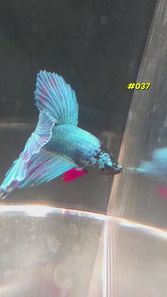 #037 Purple Skies Halfmoon Male