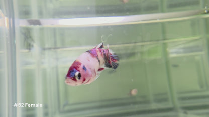 Female Koi Halfmoon Plakat Betta #52