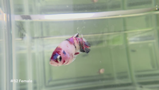 Female Koi Halfmoon Plakat Betta #52