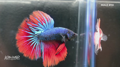 Halfmoon Male Betta Fish #010