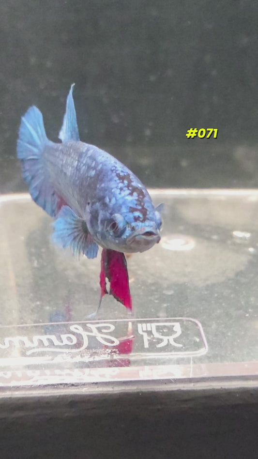 #071 Purple Skies Halfmoon Plakat Male