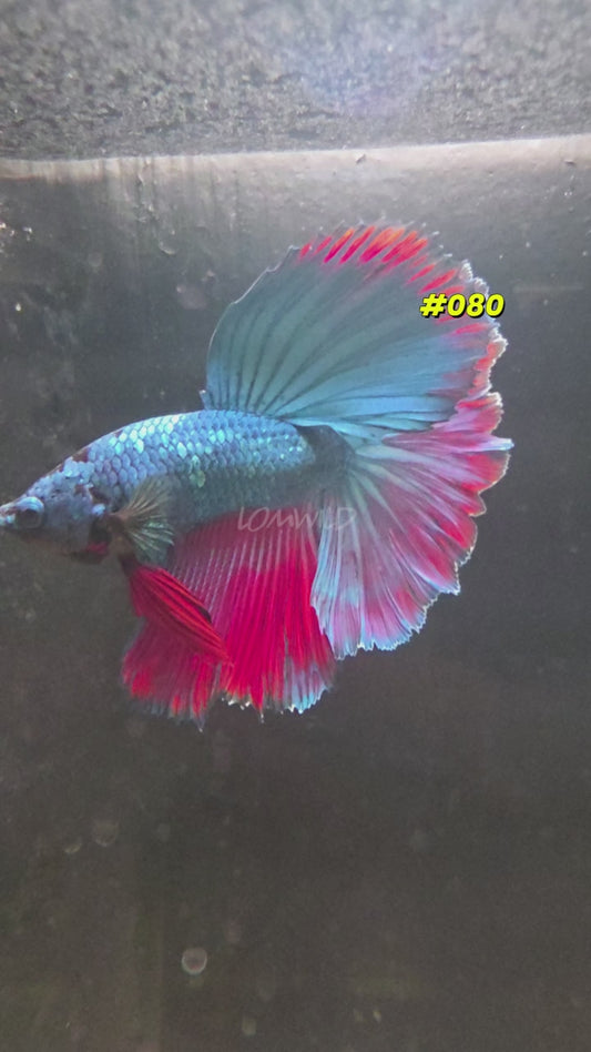 #080 Purple Skies Halfmoon Rosetail Male