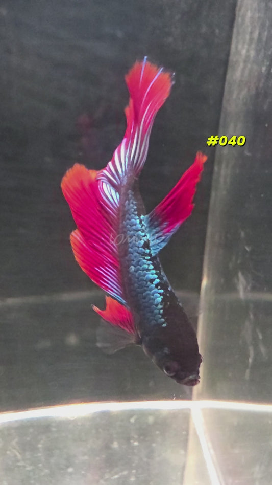 #040 Halfmoon Spidey Boy Male