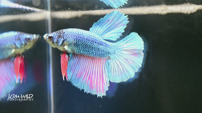 Male Halfmoon Betta Fish #0100