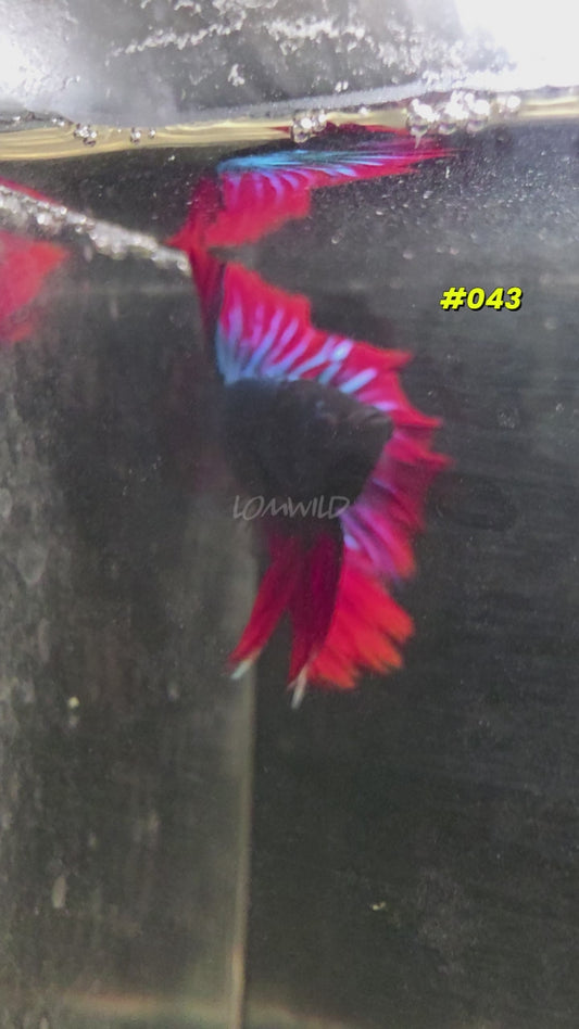 #043 Halfmoon Spidey Boy Male