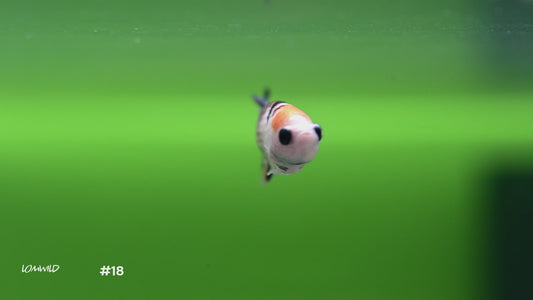 Male Koi Halfmoon Plakat Betta #18