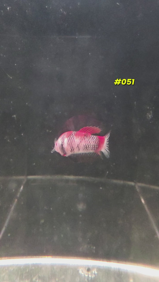 #051 Halfmoon Plakat Koi Female