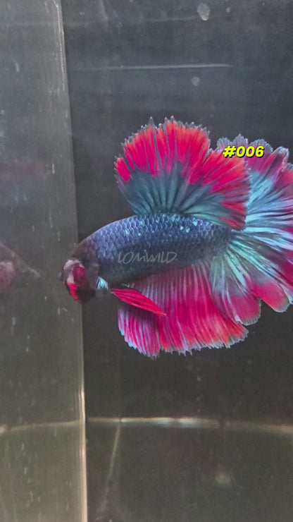 Purple Skies Male Rosetail Halfmoon Betta Fish - Limited!