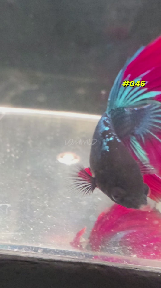 #046 Halfmoon Spidey Boy Male