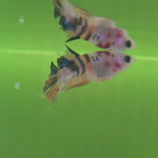 Beautiful U.S.-bred Betta fish swimming in natural planted aquariums at LOMWILD. Showcasing vibrant colors, healthy fins, and natural behavior. All bettas are raised in Florida with live foods and clean, all-natural conditions. Available for sale at lomwild.com