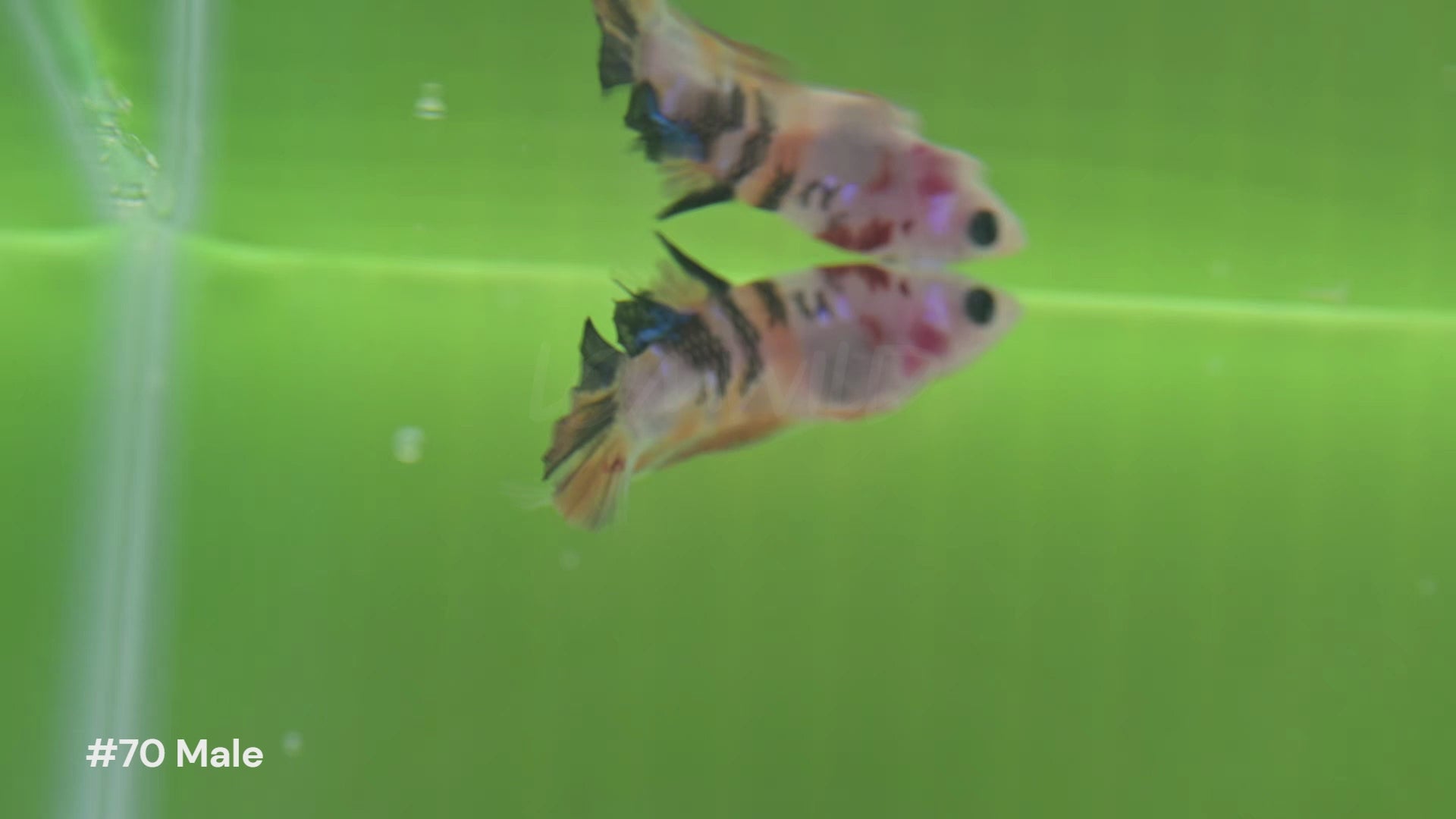 Beautiful U.S.-bred Betta fish swimming in natural planted aquariums at LOMWILD. Showcasing vibrant colors, healthy fins, and natural behavior. All bettas are raised in Florida with live foods and clean, all-natural conditions. Available for sale at lomwild.com