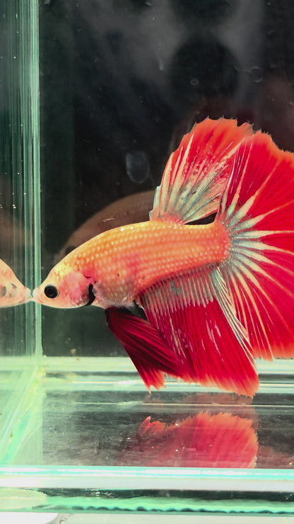#127 Premium Male Delta Tail Betta Fish