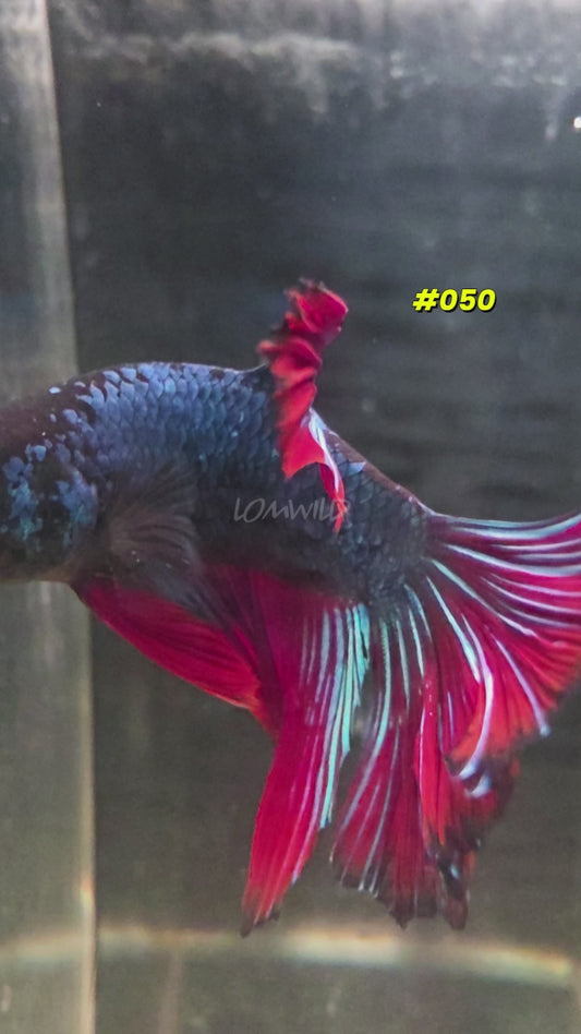 #050 Halfmoon Spidey Boy Male