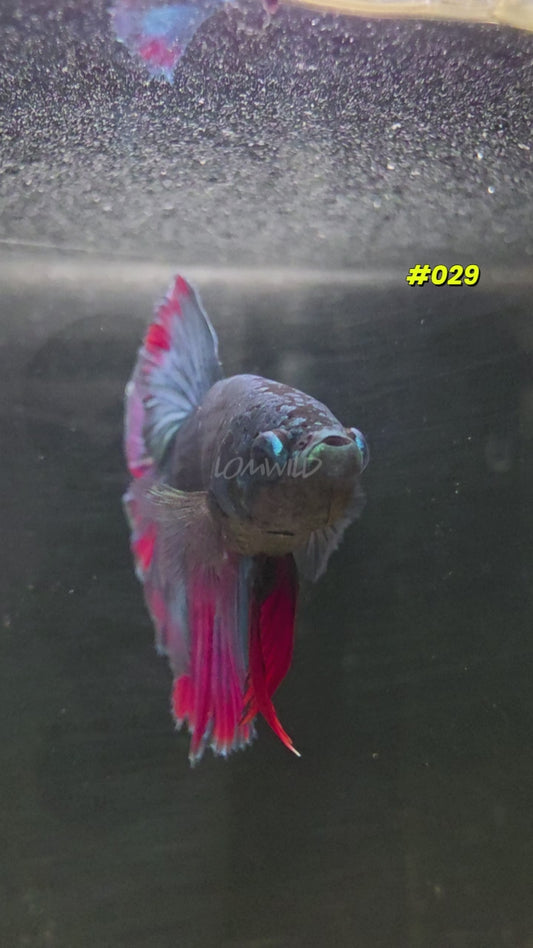 #029 Purple Skies Halfmoon Male