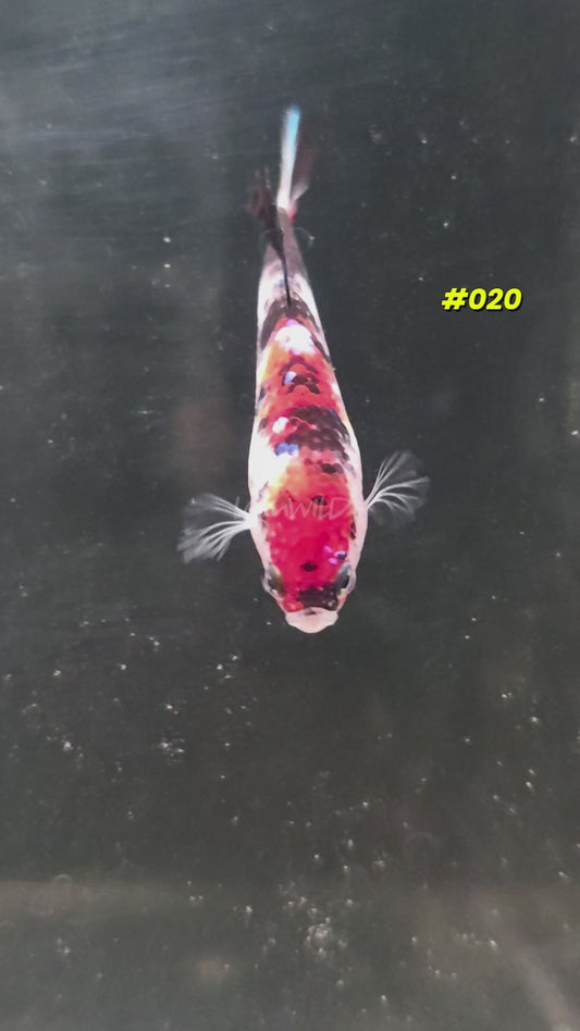 #020 Halfmoon Plakat Koi Female