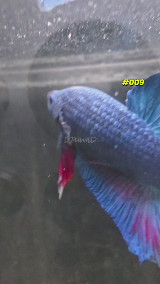 #009 Halfmoon Plakat Purple Skies Male Betta Fish