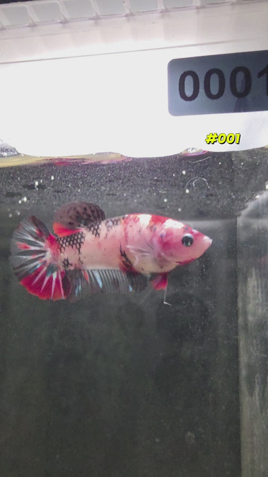 Female Koi Halfmoon Plakat Betta Fish #001