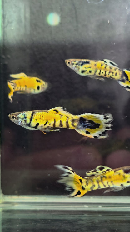 LRB Rainbow Tiger Endlers | Breeding Pair | LOMWILD