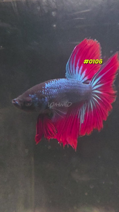 #0106 Halfmoon Spidey Boy Male