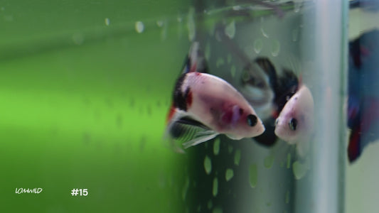 Male Halfmoon Plakat Koi Betta #15